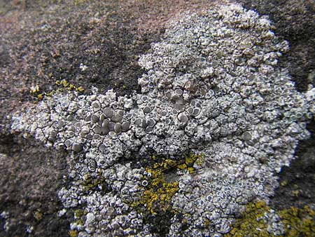 Lecanora spec1 ? \ Kuchenflechte / Rim Lichen, D Grünstadt 11.10.2009