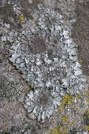 Parmelia saxatilis \ Felsen-Schlsselflechte / Shield Lichen, D Bad Dürkheim 11.10.2009