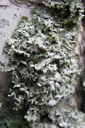 Hypogymnia physodes / Tube Lichen, D Bad Dürkheim 11.10.2009