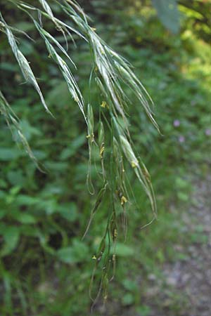 Festuca gigantea \ Riesen-Schwingel / Giant Fescue, D Eberbach 23.7.2012