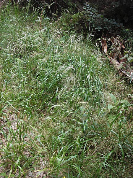 Festuca gigantea \ Riesen-Schwingel / Giant Fescue, D Bad Dürkheim 29.7.2012