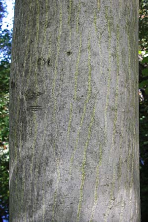 Juglans regia \ Echte Walnuss, D Altrip 30.9.2012