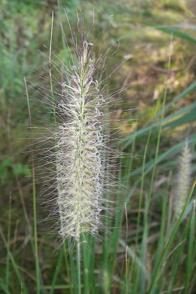 Cenchrus alopecuroides \ Japanisches Lampenputzer-Gras, D Bobenheim-Roxheim 4.9.2013