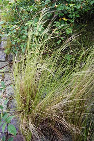 Nassella tenuissima / Mexican Feather Grass, D Mannheim 4.6.2014