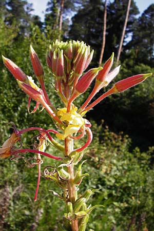 Oenothera coloratissima \ Tieffarbige Nachtkerze / Deep-Colored Evening Primrose, D Graben-Neudorf 15.7.2014