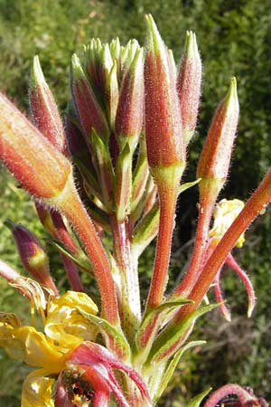 Oenothera coloratissima \ Tieffarbige Nachtkerze, D Graben-Neudorf 15.7.2014