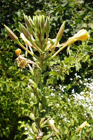 Oenothera coloratissima \ Tieffarbige Nachtkerze, D Graben-Neudorf 19.7.2014