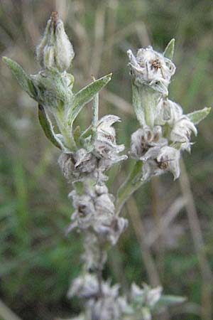 Filago arvensis \ Acker-Filzkraut / Field Cudweed, D Waghäusel 5.8.2006