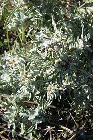 Gnaphalium uliginosum \ Sumpf-Ruhrkraut / Marsh Cudweed, D Waghäusel 9.9.2006