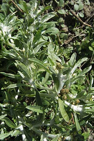 Gnaphalium uliginosum \ Sumpf-Ruhrkraut, D Waghäusel 9.9.2006