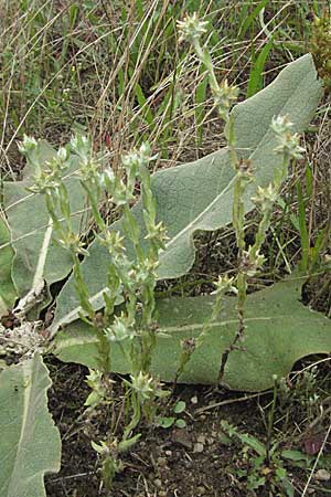 Filago lutescens \ Graugelbes Filzkraut / Red-Tipped Cudweed, D Babenhausen 11.8.2007