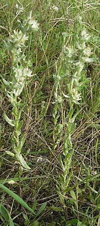 Filago lutescens \ Graugelbes Filzkraut / Red-Tipped Cudweed, D Mannheim 4.7.2007