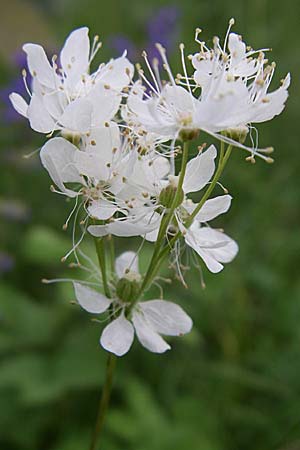 Filipendula vulgaris \ Knolliges Mdes / Dropword, D Zeutern 29.5.2008