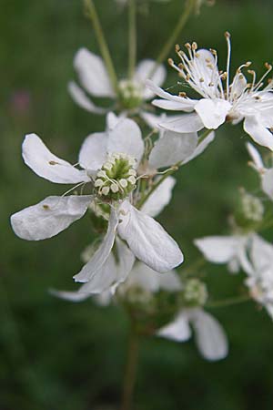 Filipendula vulgaris \ Knolliges Mdes, D Zeutern 29.5.2008