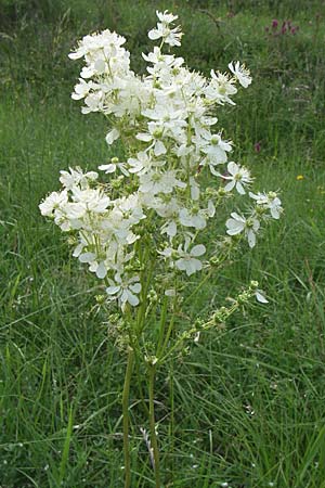 Filipendula vulgaris / Dropword, D Zeutern 29.5.2008