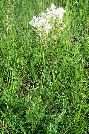 Filipendula vulgaris \ Knolliges Mdes, D Zeutern 29.5.2008