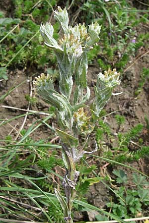 Filago germanica \ Deutsches Filzkraut / Common Cudweed, D Kaiserstuhl,  Vogtsburg 12.7.2008