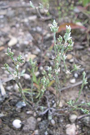 Filago minima / Small Cudweed, D Karlsruhe 21.7.2008