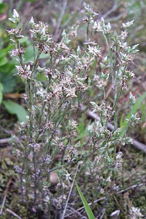 Filago minima / Small Cudweed, D Rheinstetten-Silberstreifen 21.7.2008