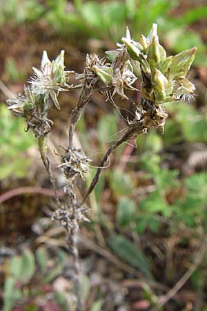 Filago minima / Small Cudweed, D Rheinstetten-Silberstreifen 26.7.2008