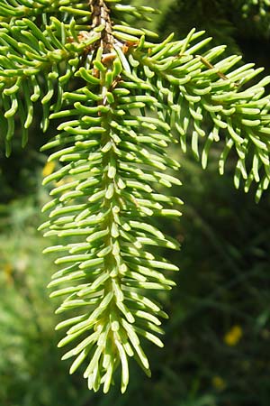 Picea abies \ Fichte, Rottanne, D Immenstadt 21.6.2011