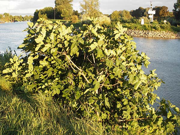 Ficus carica \ Feigenbaum / Fig, D Mannheim 10.9.2013