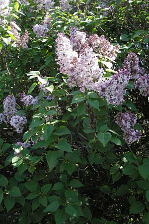 Syringa vulgaris \ Flieder / Lilac, D Mannheim 15.4.2007