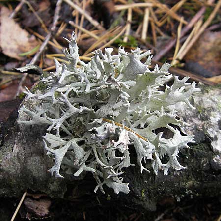 Pseudevernia furfuracea \ Band-Flechte, Baum-Flechte, D Dinkelsbühl 9.10.2009