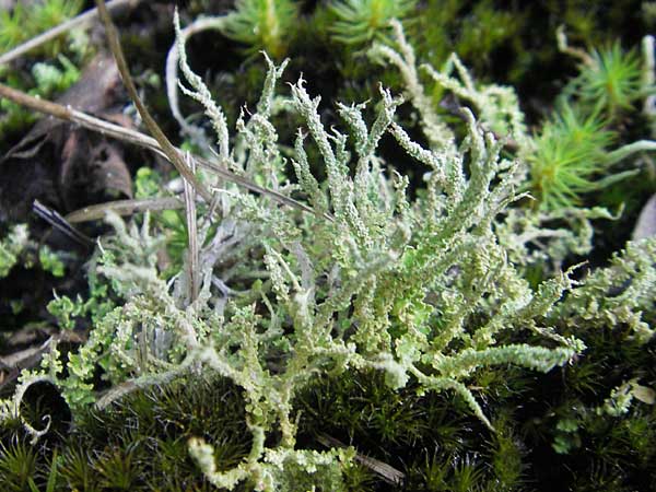 Cladonia spec1 ? \ Flechte / Lichen, D Birkenheide 18.7.2011