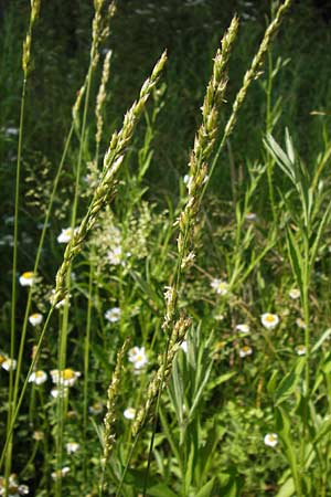 x Festulolium holmbergii \ Wiesen-Schweidel / Hybrid Grass, D Lobbach-Waldwimmersbach 19.6.2013