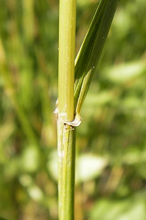 x Festulolium holmbergii / Hybrid Grass, D Lobbach-Waldwimmersbach 19.6.2013