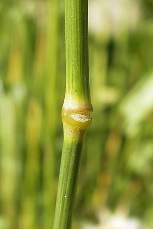 x Festulolium holmbergii / Hybrid Grass, D Lobbach-Waldwimmersbach 19.6.2013