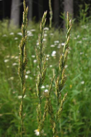 x Festulolium holmbergii \ Wiesen-Schweidel, D Lobbach-Waldwimmersbach 21.6.2013