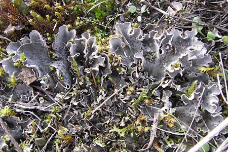 Peltigera didactyla \ Zweifinger-Schild-Flechte, D Mannheim 21.9.2013