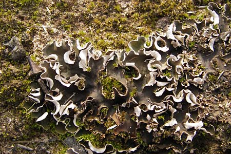 Peltigera didactyla \ Zweifinger-Schild-Flechte / Two Finger Lichen, D Mannheim 21.9.2013