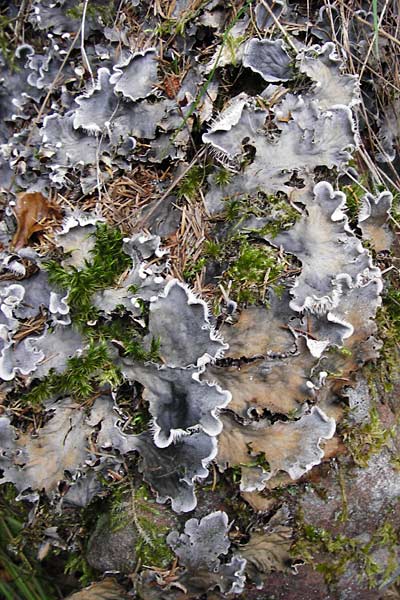 Peltigera membranacea ? \ Graubraune Schild-Flechte / Membrane Dog Lichen, D Schwarzwald/Black-Forest, Schliffkopf 11.9.2014