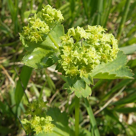 Alchemilla vulgaris agg. / Lady's Mantle, D Kempten 22.5.2009