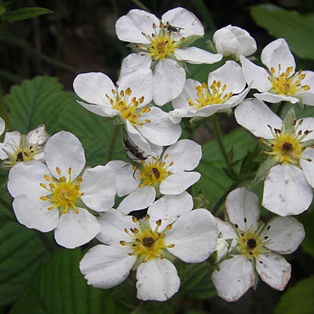 Fragaria moschata \ Zimt-Erdbeere, D Franken Leutenbach 17.5.2012