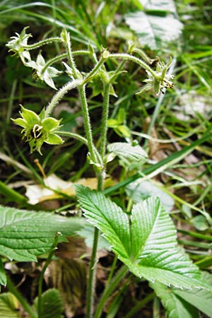 Fragaria moschata \ Zimt-Erdbeere, D Odenwald, Reichelsheim 5.6.2014