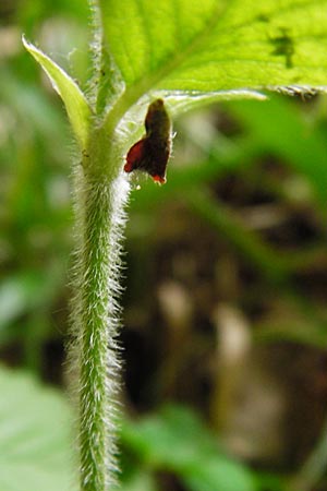 Fragaria moschata \ Zimt-Erdbeere, D Odenwald, Reichelsheim 5.6.2014