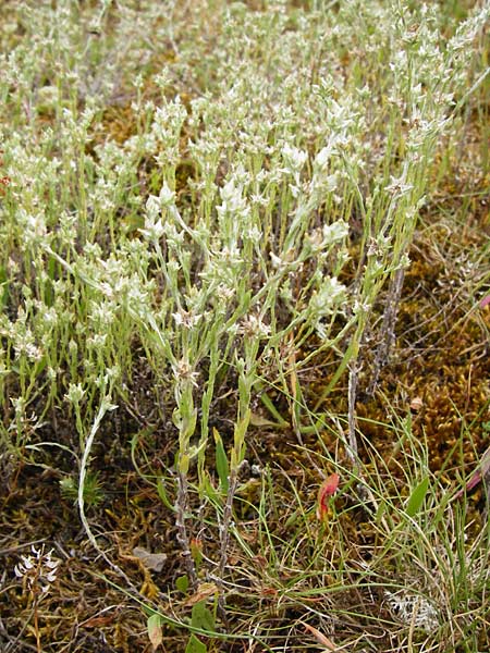 Filago minima / Small Cudweed, D Wetzlar 5.7.2014