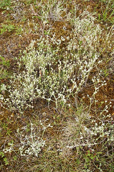 Filago minima / Small Cudweed, D Wetzlar 5.7.2014