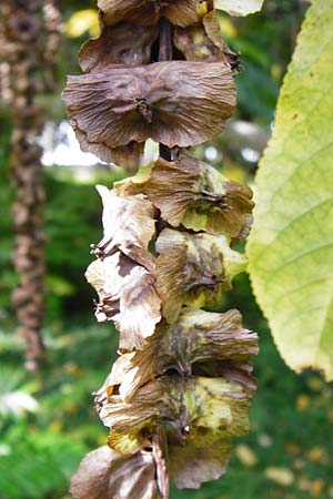 Pterocarya fraxinifolia \ Kaukasische Flgelnuss / Caucasian Wingnut, D Mannheim 28.9.2014