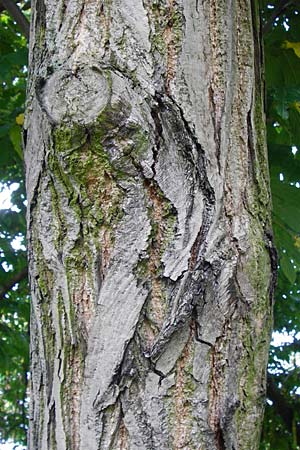 Pterocarya fraxinifolia \ Kaukasische Flgelnuss / Caucasian Wingnut, D Mannheim 28.9.2014