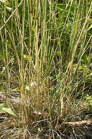 Festuca ovina agg. \ Schaf-Schwingel / Sheep Fescue, D Lobbach-Waldwimmersbach 19.6.2013