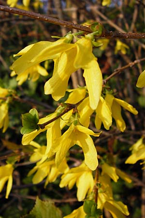 Forsythia x intermedia \ Forsythie, Goldflieder, D Heppenheim 17.3.2014