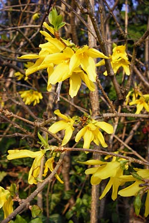 Forsythia x intermedia \ Forsythie, Goldflieder / Golden Bell, D Heppenheim 17.3.2014