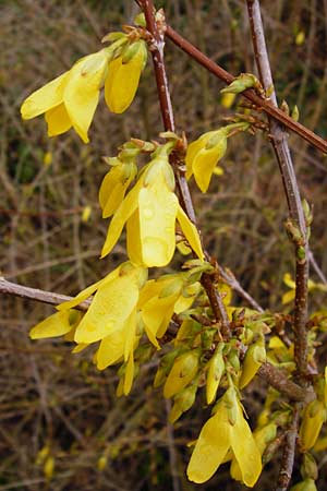 Forsythia suspensa \ Forsythie, Goldflieder / Golden Bell, D Odenwald, Weschnitz 18.3.2014