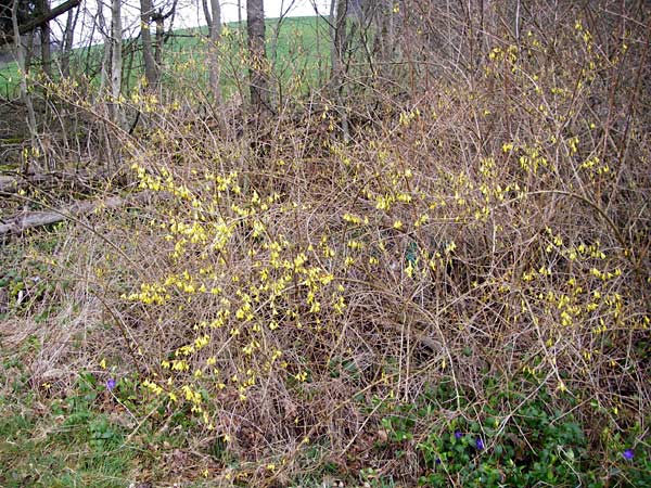 Forsythia suspensa \ Forsythie, Goldflieder, D Odenwald, Weschnitz 18.3.2014