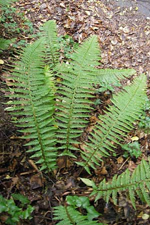 Polystichum aculeatum \ Stacheliger Schildfarn / Hard Shield Fern, D Hemsbach 8.7.2009